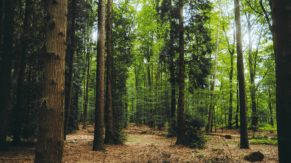 Forestry and Vegetation Analysis